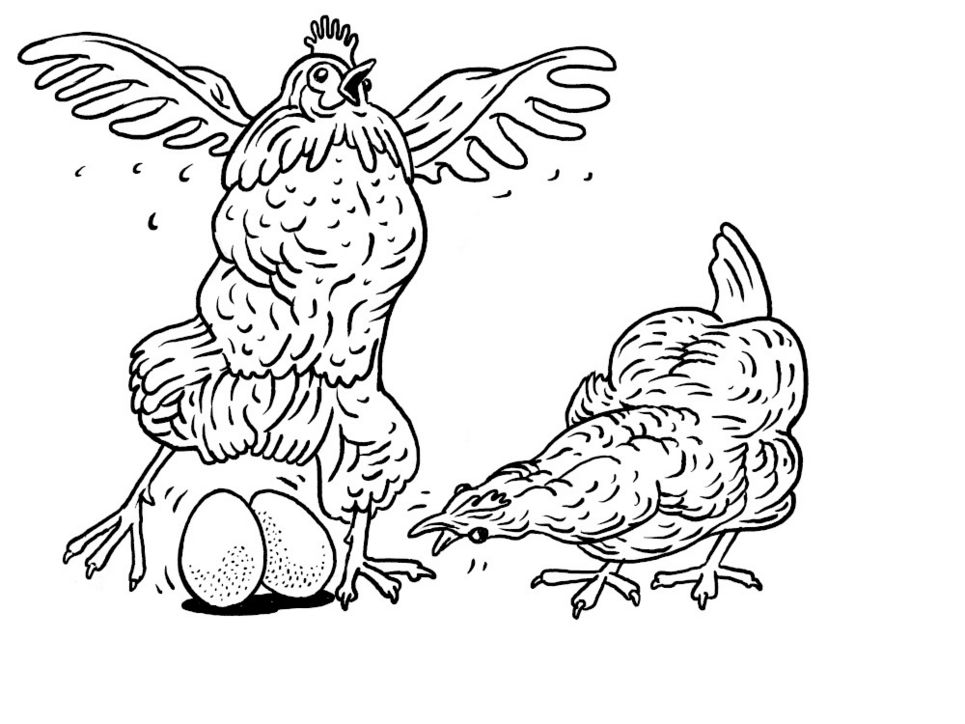 Zwei aufgeregt wirkende Hühner. Das eine flattert, das andere sieht aus, als inspiziere es zwei Eier, die auf dem Boden liegen.