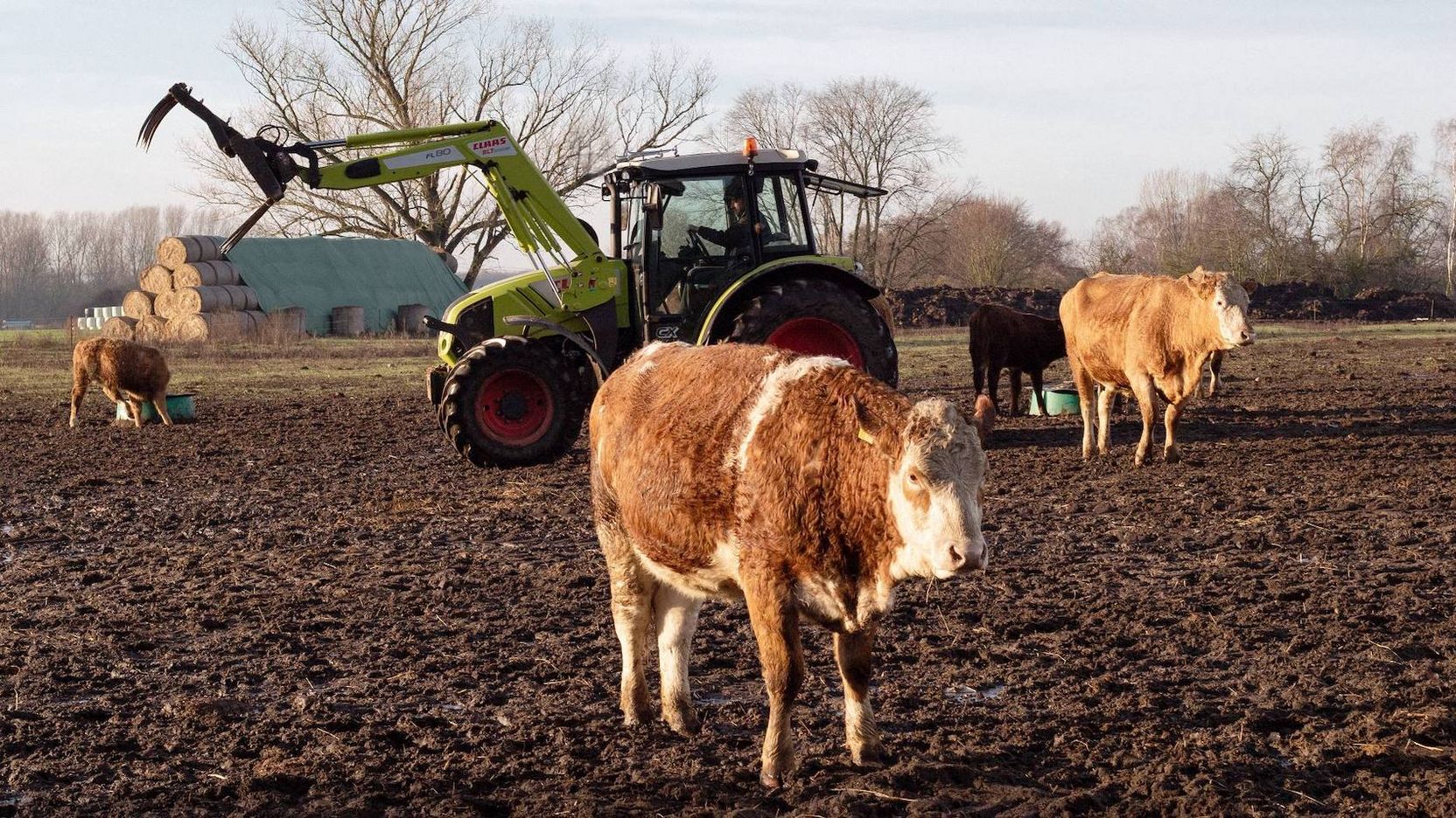 Kühe auf dem Acker und ein Traktor.