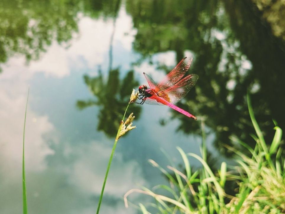 Eine rote Libelle sitzt im Schilf am See.