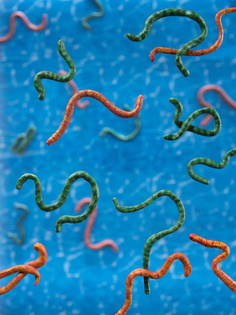 Grüne und rote Würmer vor blauem Hintergrund.