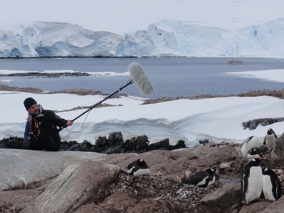 Wissenschaftler nehmen Audiotöne von Pinguinen in der Artikis auf 