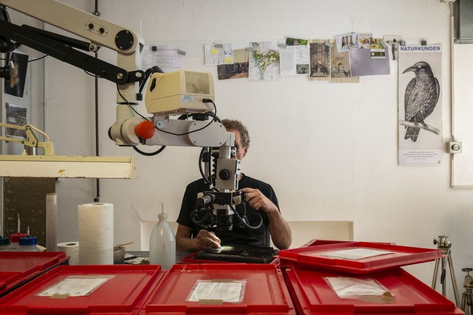 Michael Ackermann am Mikroskop.
