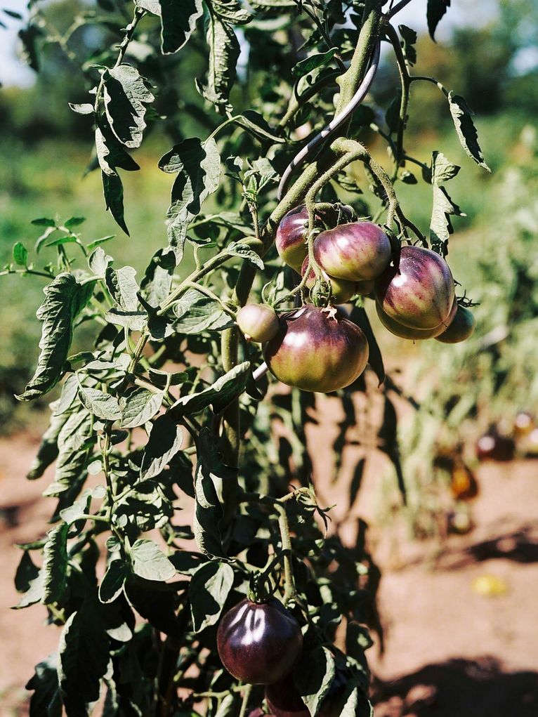 Tomatenstaude mit grün-violetten Früchten.