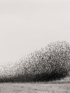 Vogelschwarm in ovaler Form über einem Feld.