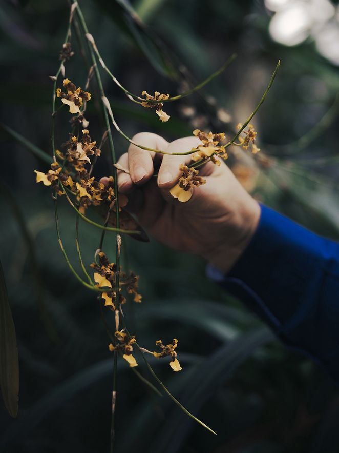 Eine Hand greift nach einer Pflanze mit kleinen, gelben Blüten.