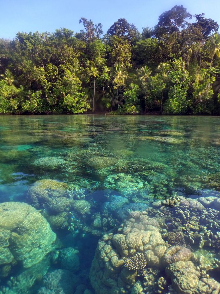 Korallen und Mangroven in Melanesien. 