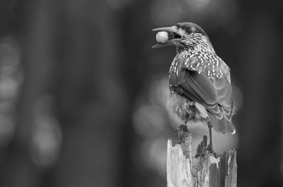 Schwarz-weiß-Fotografie eines Tannenhäher, der einen großen Samen im Schnabel trägt.