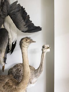 Präparierte Vögel in der Sammlung des Hamburger Museums für Natur.