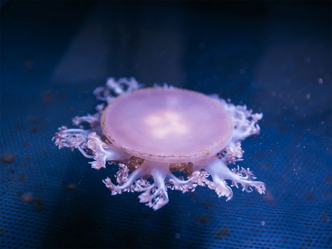 Eine flache Qualle im Aquarium.