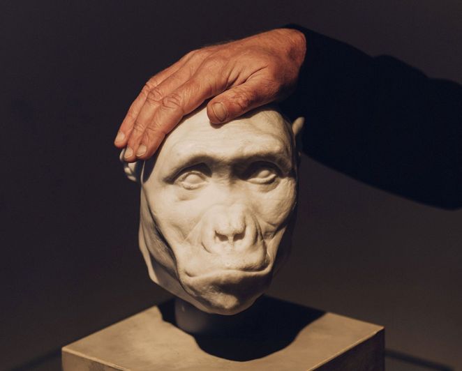 Friedemann Schrenk legt eine Hand auf eine Porträtbüste eines Urmenschen.