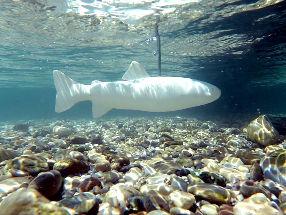 Ein fischförmiger Sensor unter Wasser.