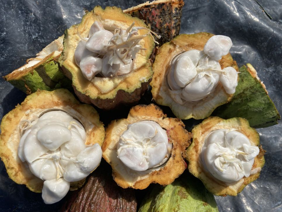 In den aufgeschnittenen Kakaofrüchten werden kommen weiße Kakaobohnen zum Vorschein.