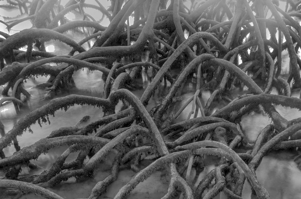 Wurzelwerk in den Mangroven