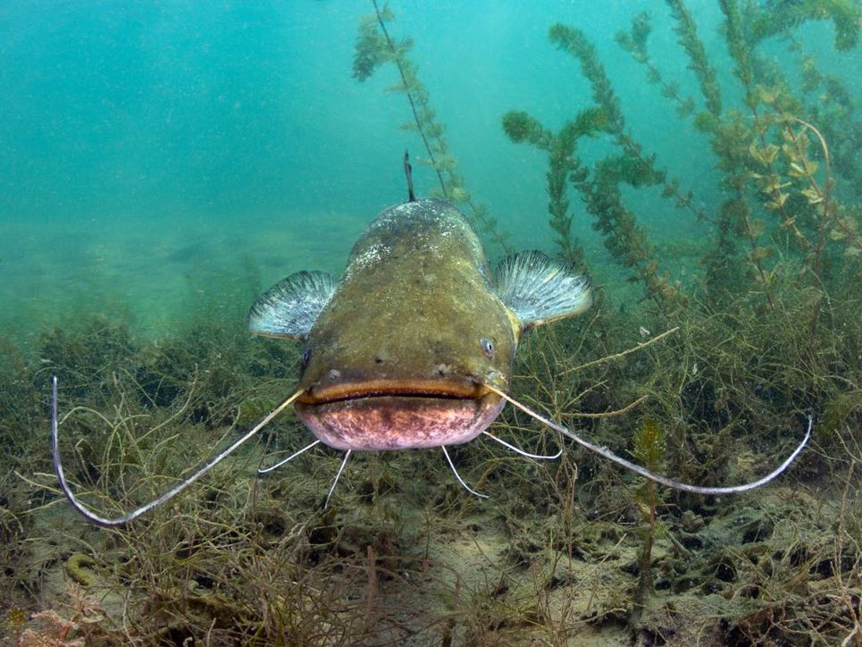 Ein Wels schwimmt im See und guckt direkt in die Kamera.