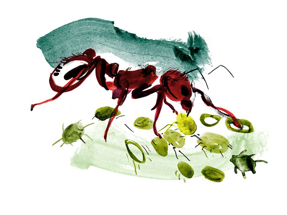 Illustration einer Ameise zusamme mit Blattläusen