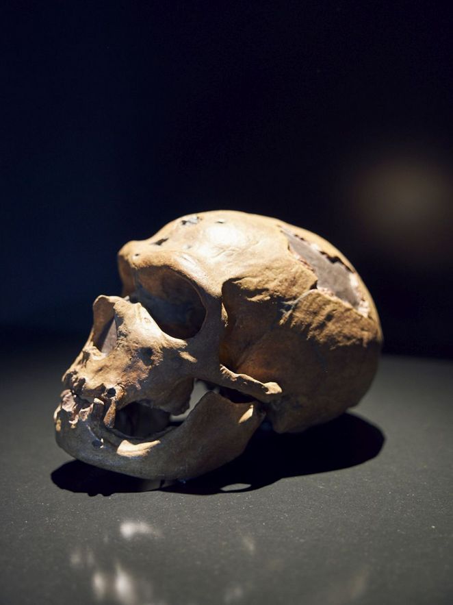 menschlicher Schädel vor einem schwarzen Hintergrund. Leibniz Magazin 