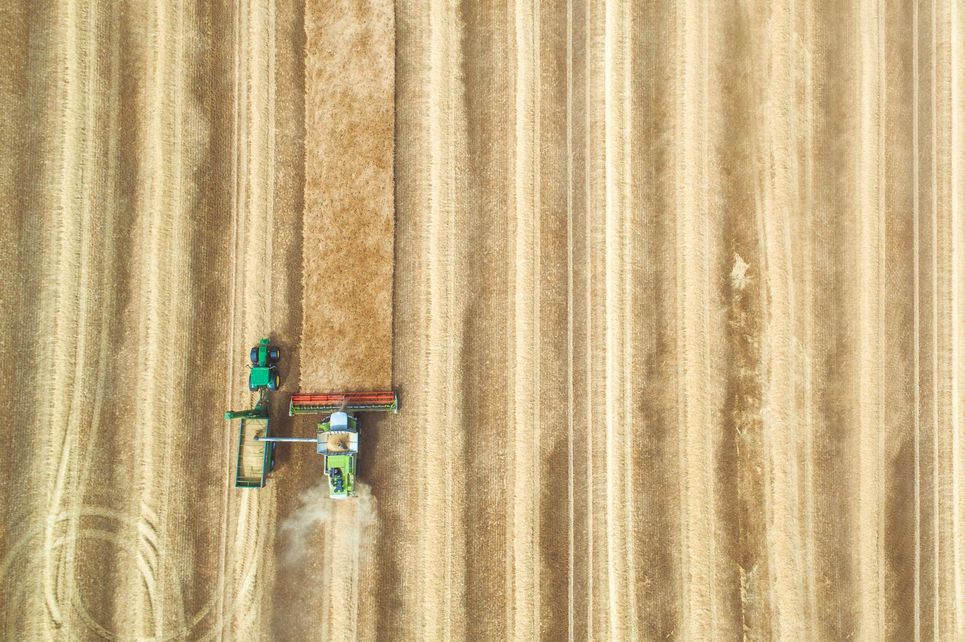 Luftaufnahme von einem Rapsfeld, auf dem Traktoren gleichmäßige Streifen hinterlassen.