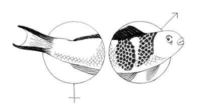 Zeichnung eines Fisches, der in ein Venus Symbol reinschwimmt und aus einem Mars-Symbol rauskommt