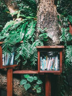 Bücherkästen aus Holz, die an einem Baum mit intensiv-grünen Blättern angebracht sind.