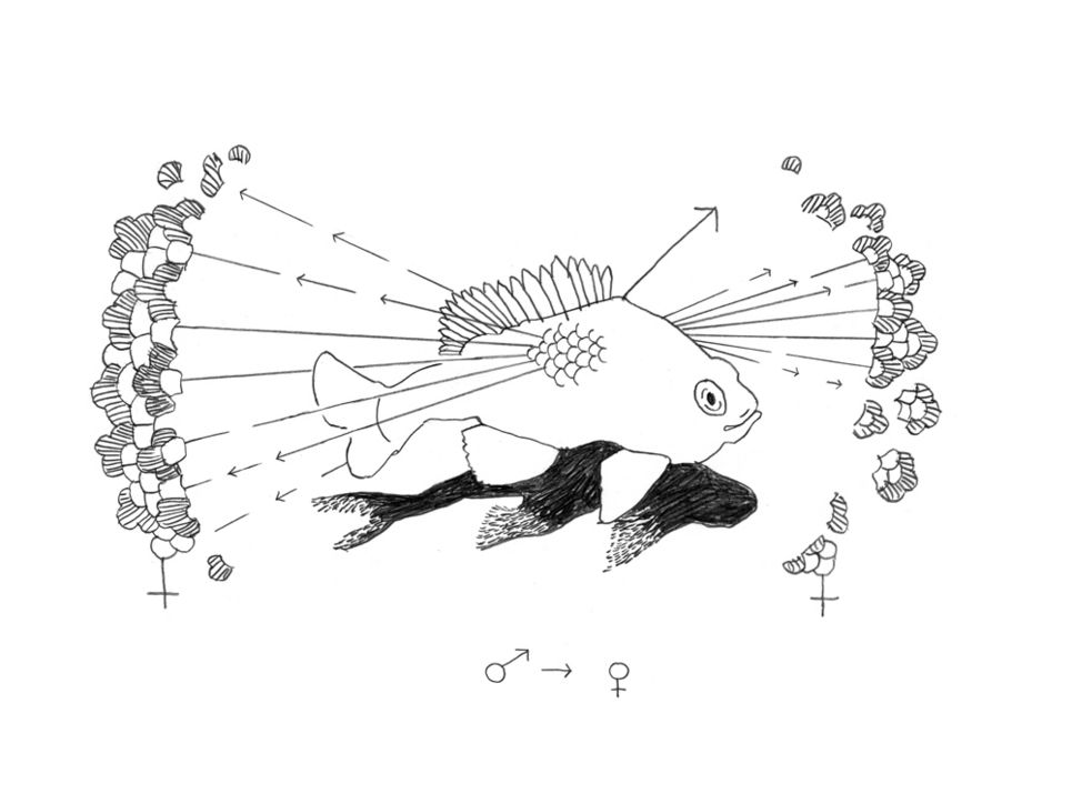 Illustration eines Fisches, dessen Schuppen in allen Richtungen fliegen.