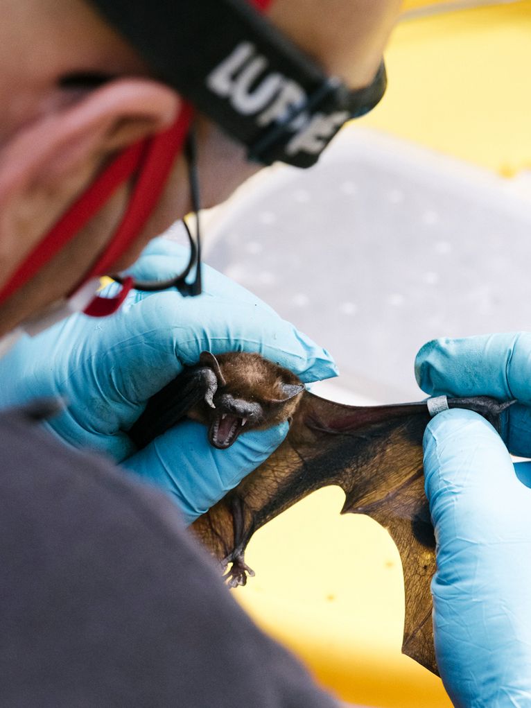 eine Person it Brille, Stirnlampe, Mundschutz und Fingerhandschuhen untersucht eine Fledermaus. 