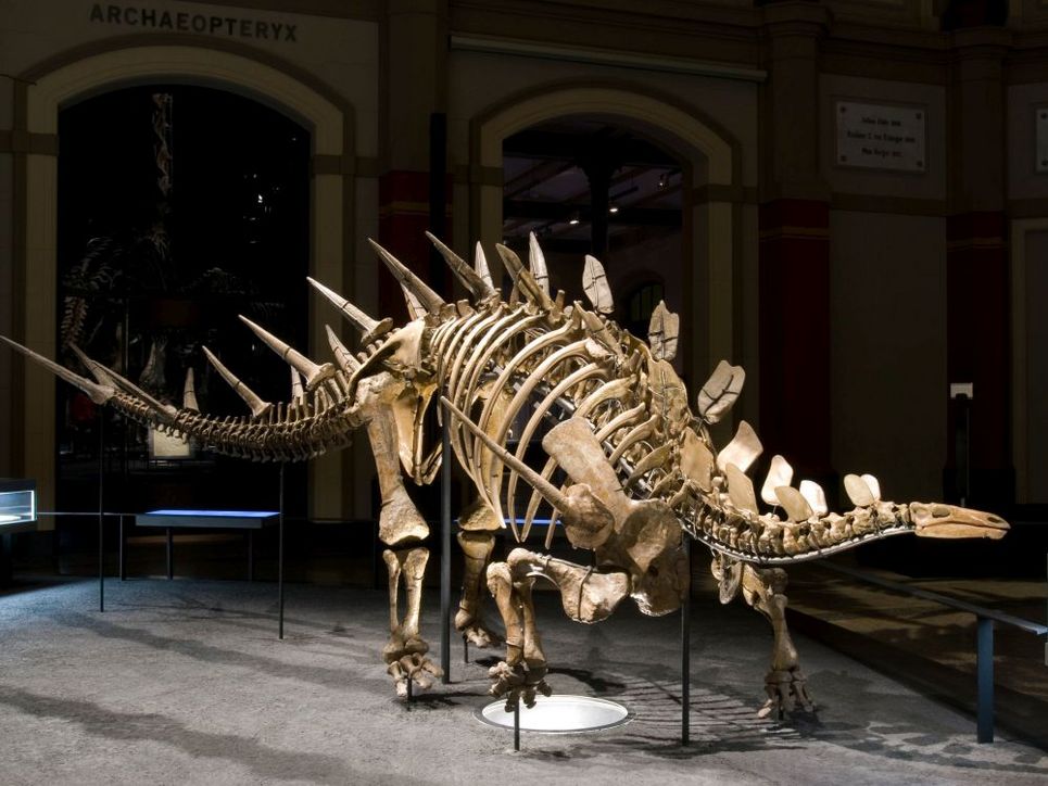 Etwas kleineres Dinosaurierskelett im Museum für Naturkunde.