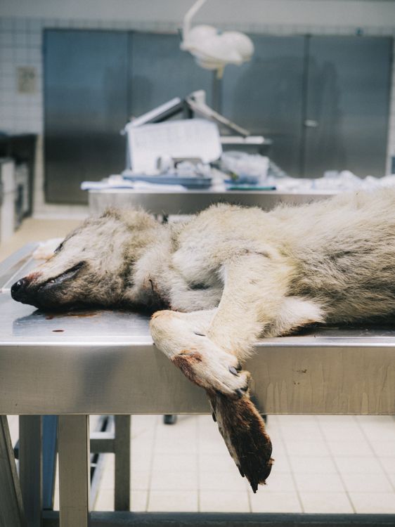 Toter Wolf auf einem Seziertisch.