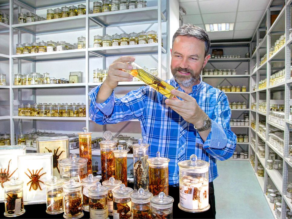 Peter Jäger in der arachnologischen Sammlung