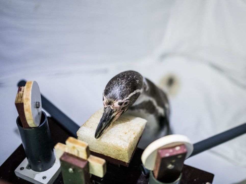 Pinguin an Versuchsapparat