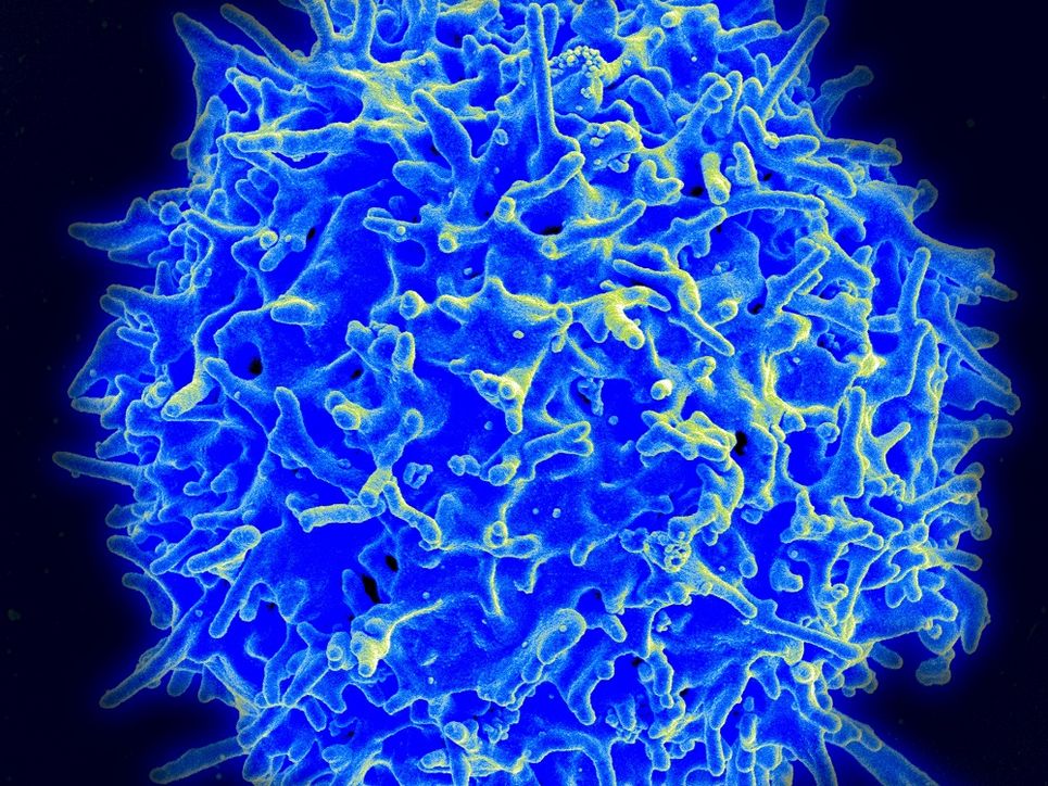 Eine menschliche T-Zelle