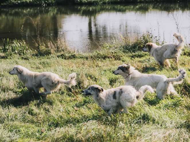 Drei Hunde rennen am Ufer eines kleinen Gewässers entlang durchs Gras.