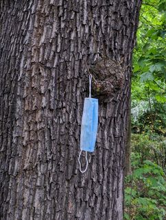 Eine OP-Maske hängt an einem Baumstamm.