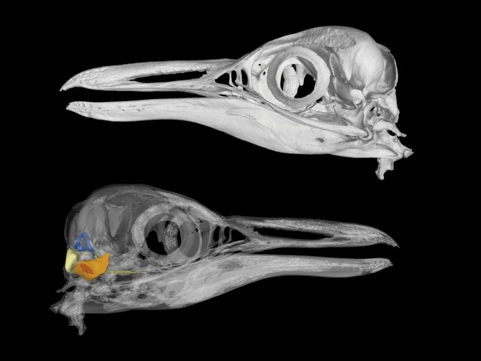 Röntgenbild von einem Pinguinschädel