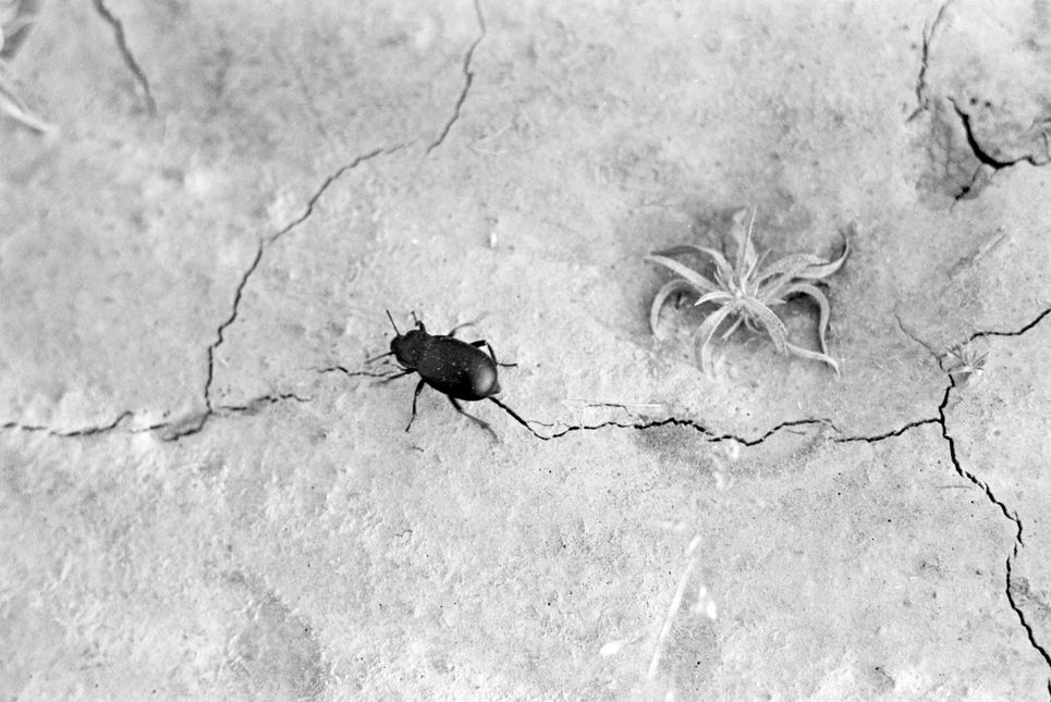 Schwarzweiß-Aufnahme eines Käfers und eine Pflanze auf rissigem Erdboden.