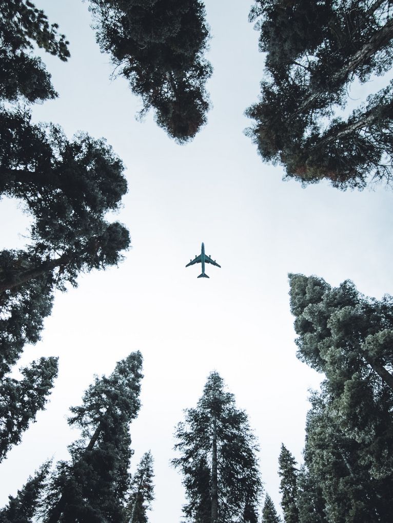Blick nach oben zu einem Flugzeug zwischen Baumwipfeln.