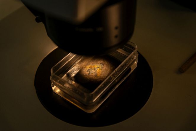 Käfer in einer Schieferplatte unter dem Mikroskop.