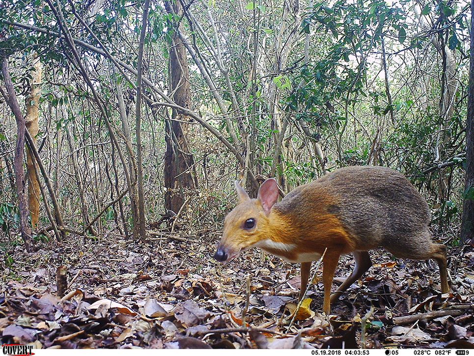 Vietnam-Kantschil im Regelwald. Leibniz Magazin