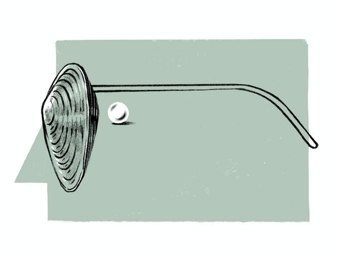 Illustration einer Muschel und einer Perle, die Muschel ist zugleich ein Brillenglas.
