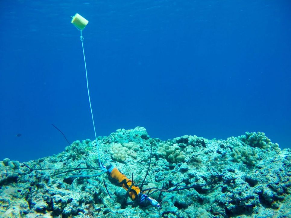 Messgerät an einer Schnur auf einem Korallenriff. Die Schnur ist an einem Schwimmer befestigt.