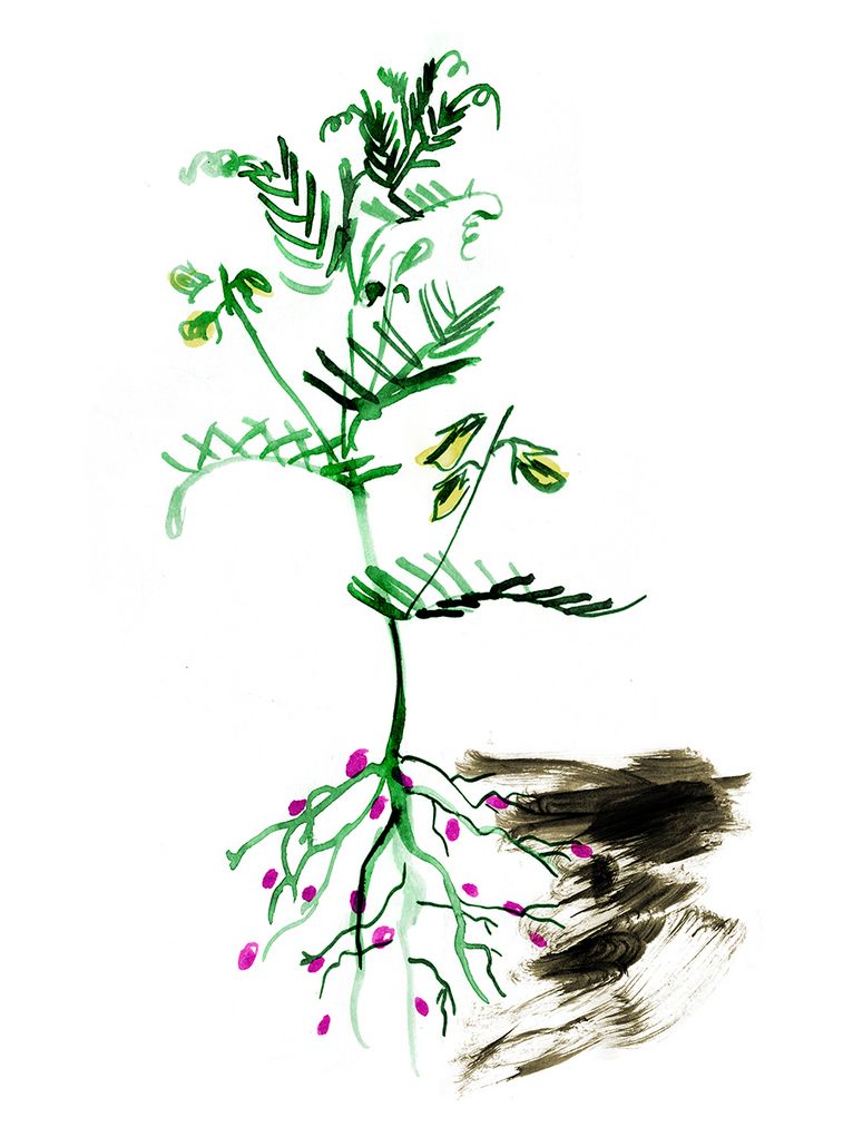 Illustration einer Pflanze