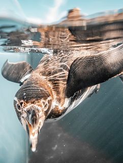 Pinguin unter Wasser im Ozeaneum