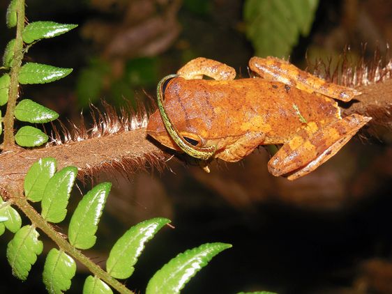Ein Blutegel auf einem Frosch.