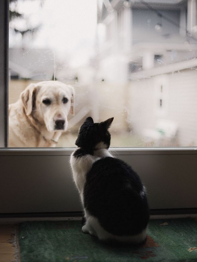 Ein Hund schaut eine Katze durch ein Fenster an. Leibniz Magazin 