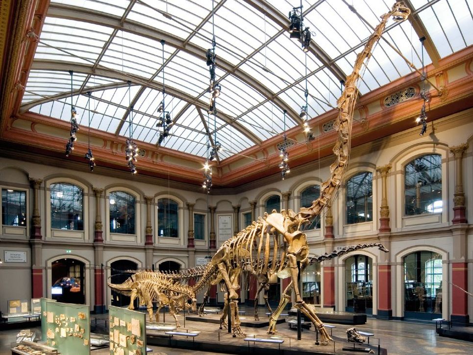 Skelett des Giraffatitan im Sauriersaal des Berliner Museums für Naturkunde.