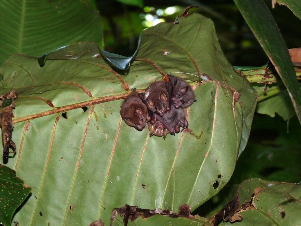 Fledermäuse auf einem großen, grünen Blatt.