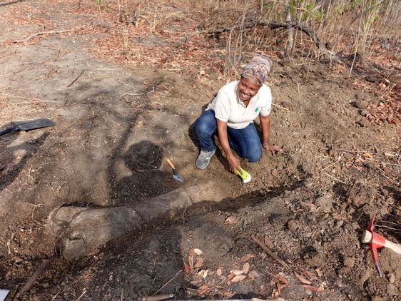 Die Forscherin Agness Gidna legt am Tendaguru einen Dinosaurierknochen frei.