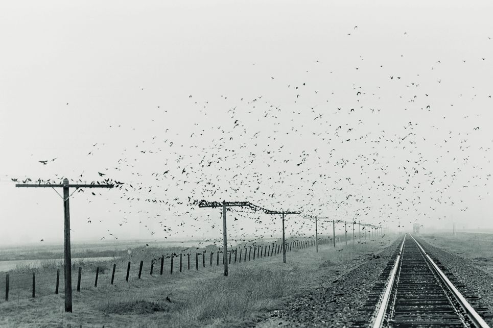 Vogelscharm über Bahnschienen, viele Vögel sitzen auf Holzmasten neben den Schienen.