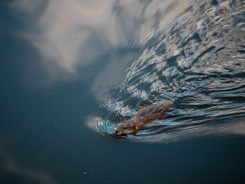 Ein Biber schwimmt durch einen See.