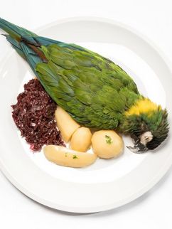 Toter Papagei, Pellkartoffeln und Blaukraut auf einem Teller.