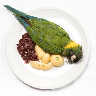 Toter Papagei, Pellkartoffeln und Blaukraut auf einem Teller.